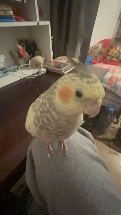 попугай корелла девочка