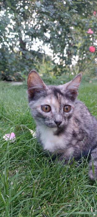 Котёнок девочка.