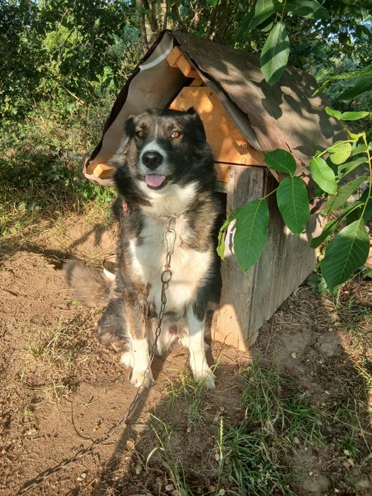 Ofer caine spre adopție