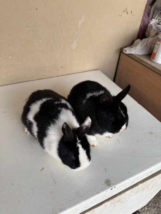 Panda karlik quyonlar sotiladi