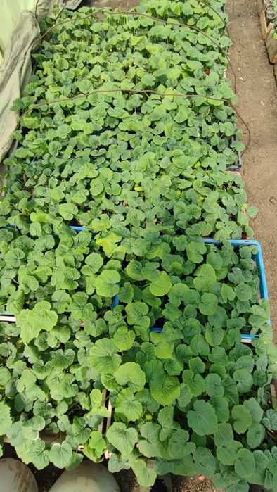 Разсад домати и краставици