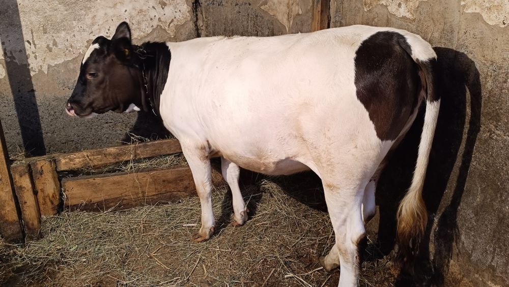 Тёлочка 1 год комолая