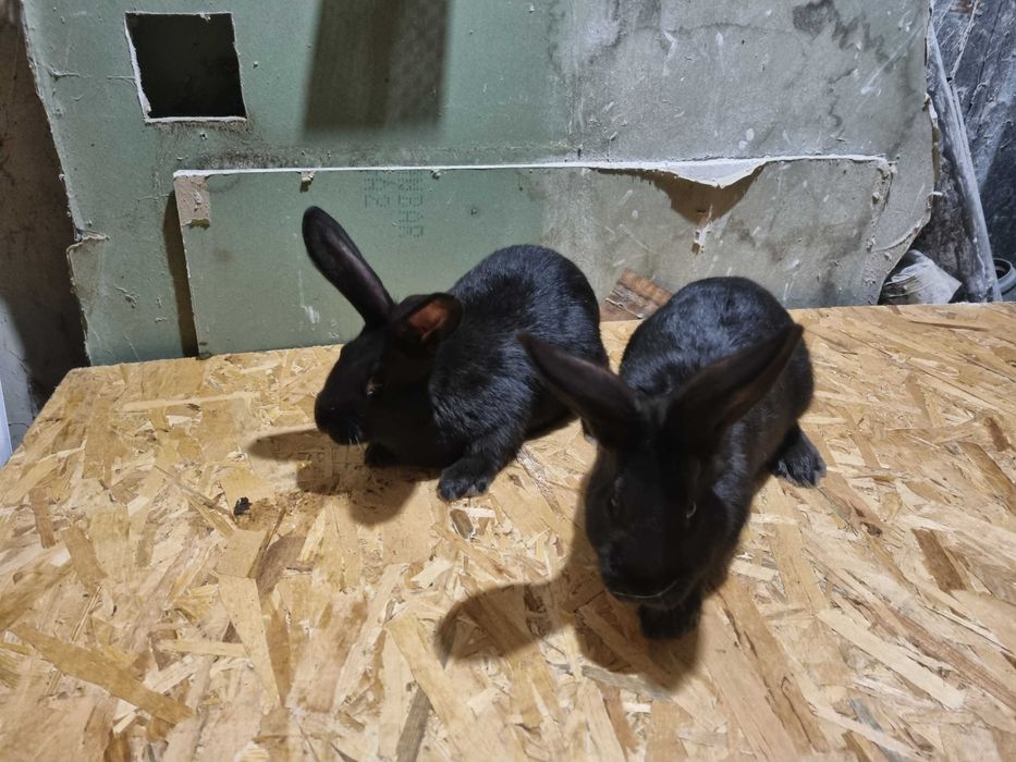 Iepuri Fluture German !