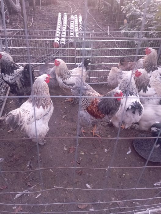 Vând cocoși brahma 2025