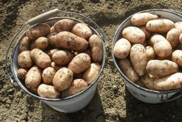 Продам картофель едавой