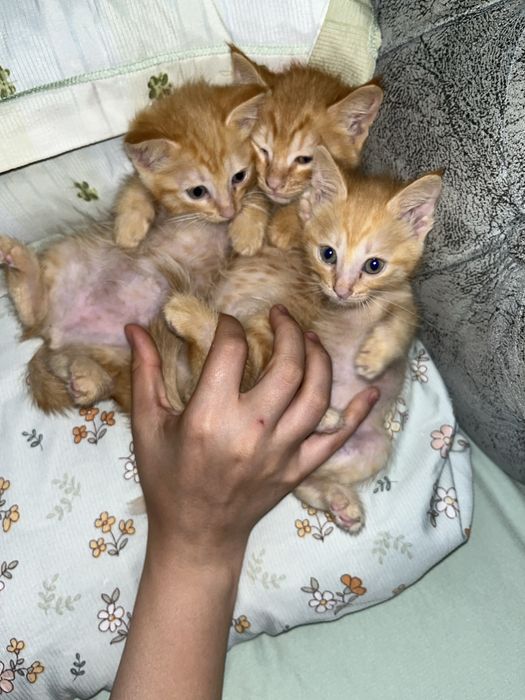 Отдам котяток в доьрые руки
