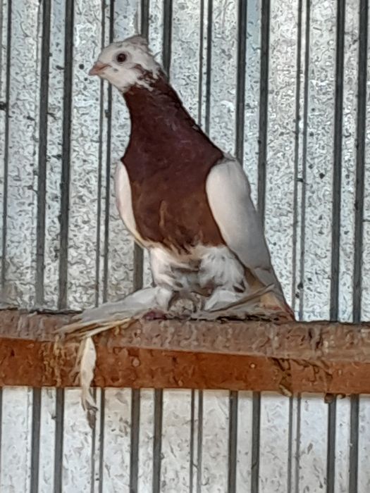 Продам голубей на игру