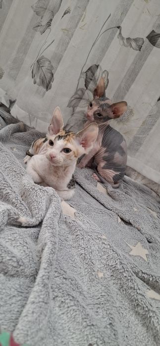 Донские сфинксы котята