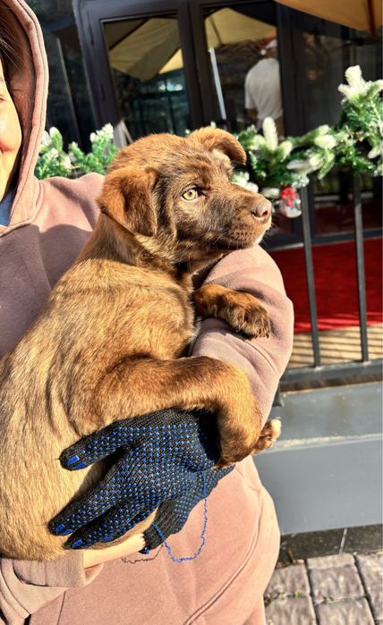 Отдаем щенков в хорошие руки