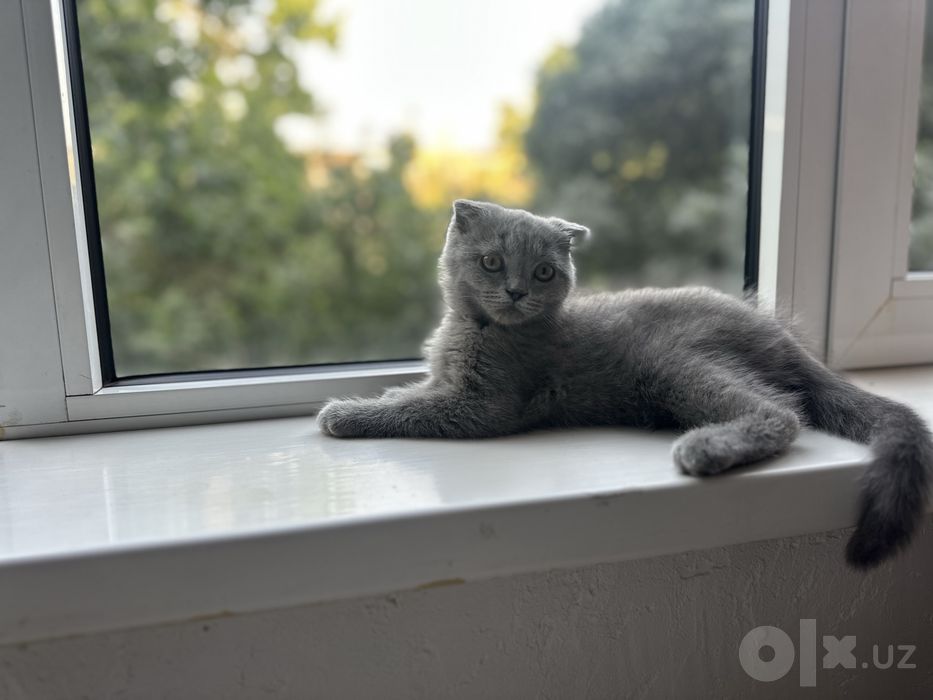 Котенок. Шотландский вислоухий мальчик, 3 месяца
