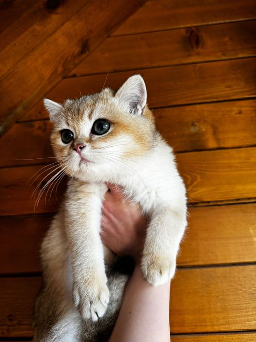 Британски котенца