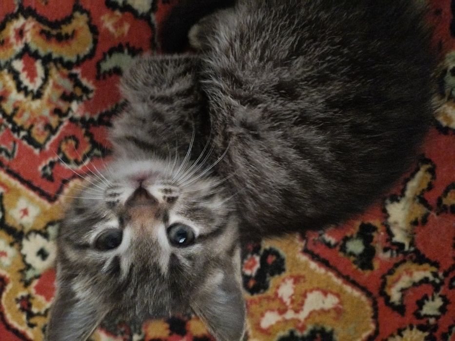 Срочно отдаю котят в хорошие руки