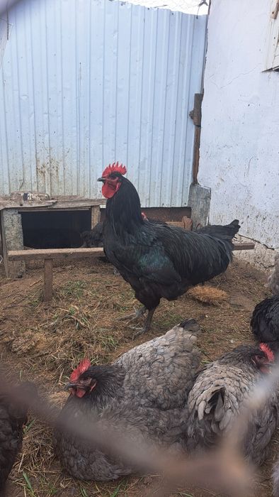 Сатылады, продаётся