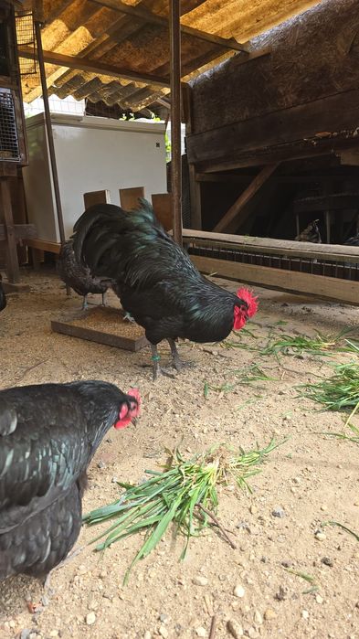 Găini australorp