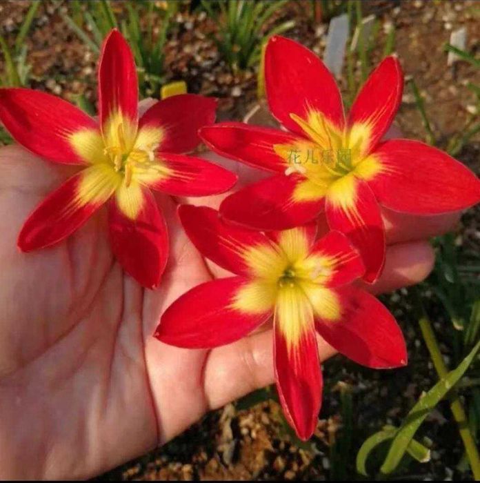 Крупные луковицы зефирантеса.