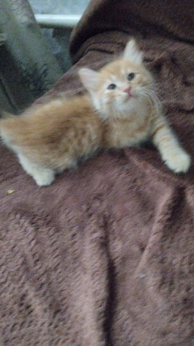Мы ищем дом для котят