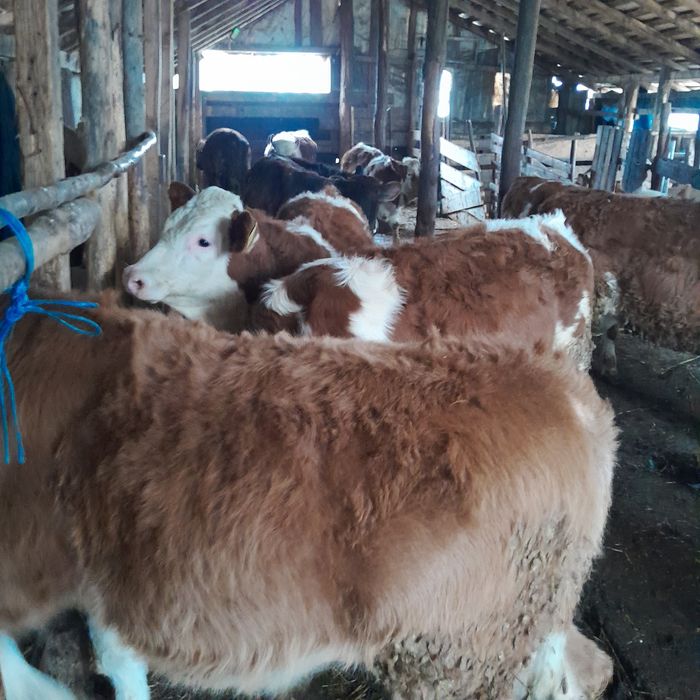 Vind  viței  baltati