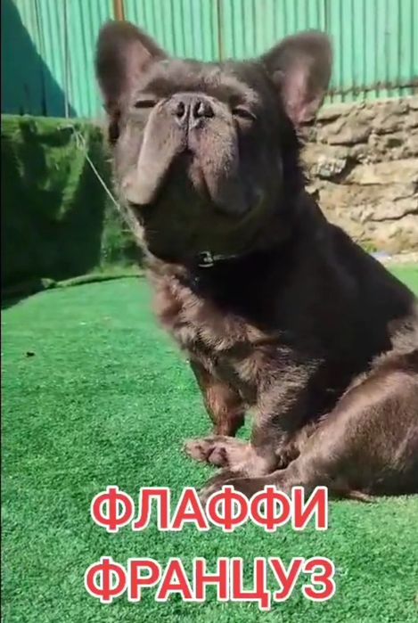 Флаффи (Длинношёрстный французский бульдог)