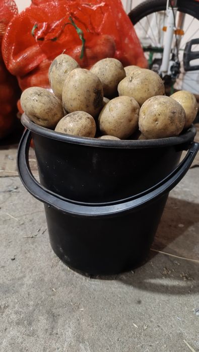 Продам картофель