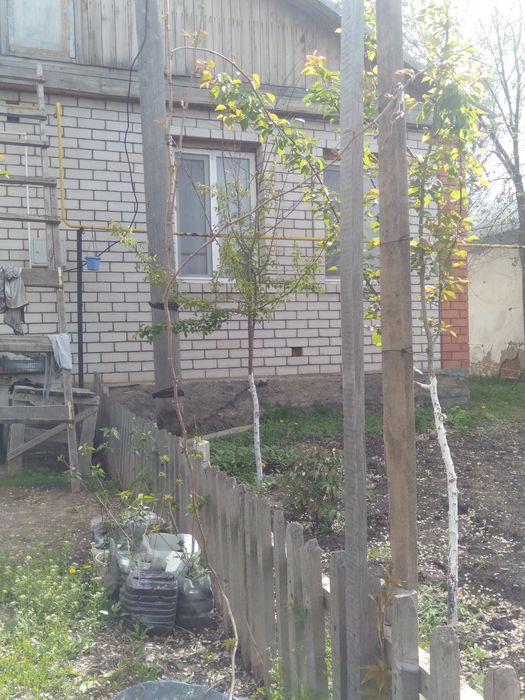 Девичий виноград в горшке