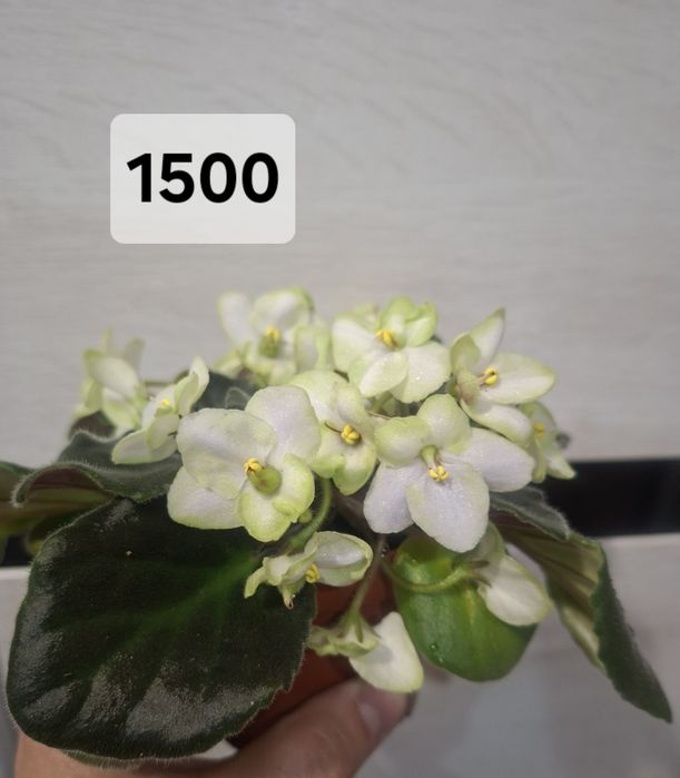 Комнатные цветы продам