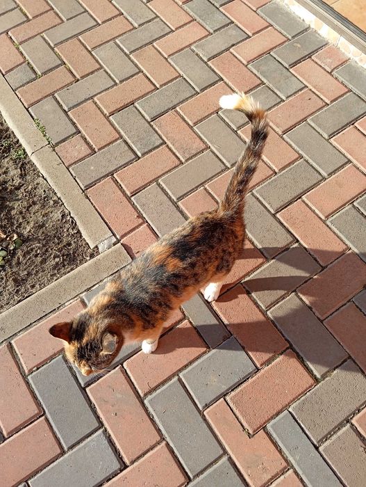 Donez pisică "Tigruta"