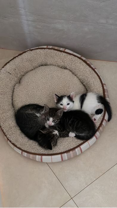 Donez Puiuti de pisica