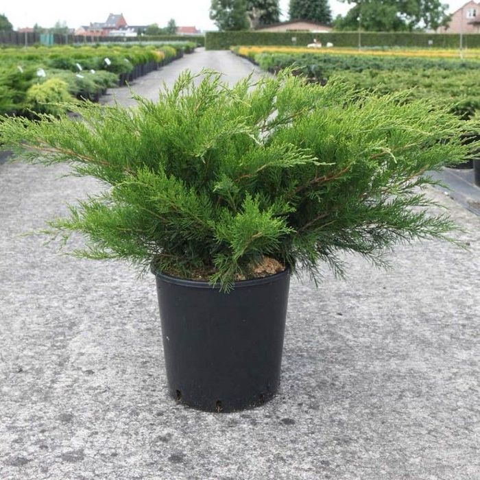 Можжевельник скальный