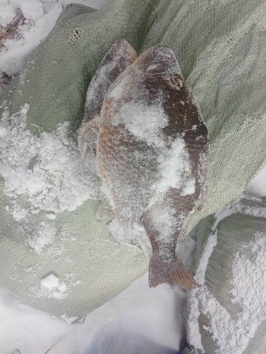 Продам рыбу Карась и Щука