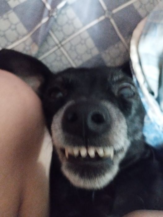 продам собаку, королевский бульдог премиум люкс вотч демо версион