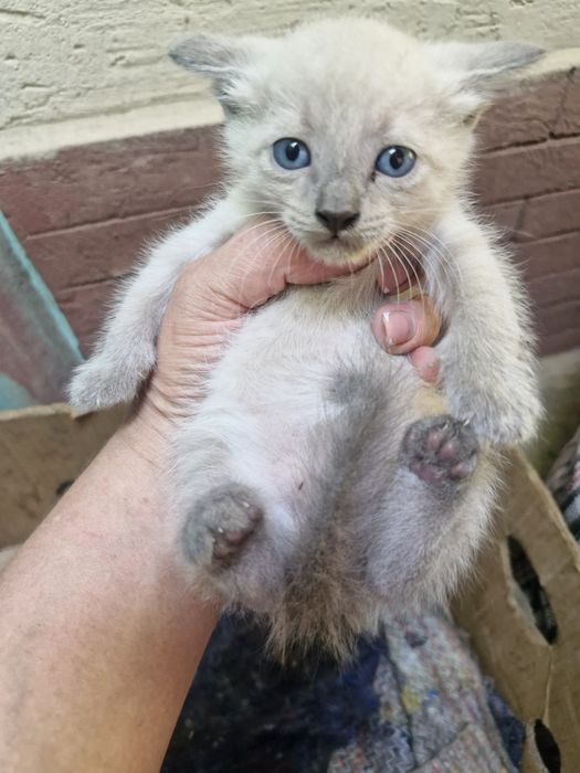 Домашние котята.
