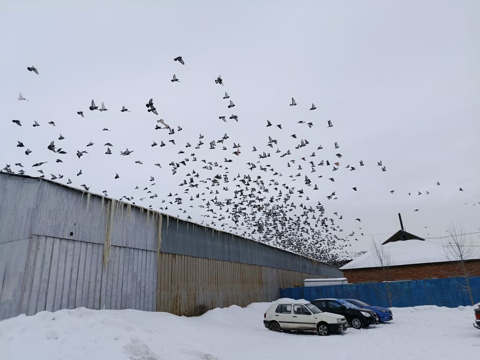 Отдам голубей в добрые руки