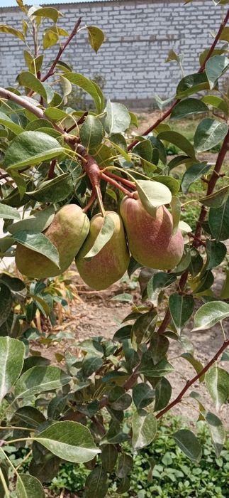 НОК КУЧАТЛАРИНИ 8 Хил сорти бор сортига падвойига кафолат берамиз