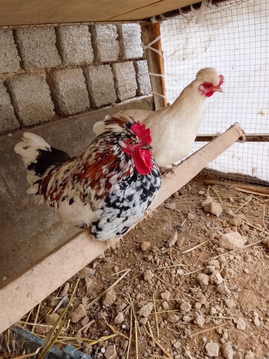 Yapon tovuq sotiladi