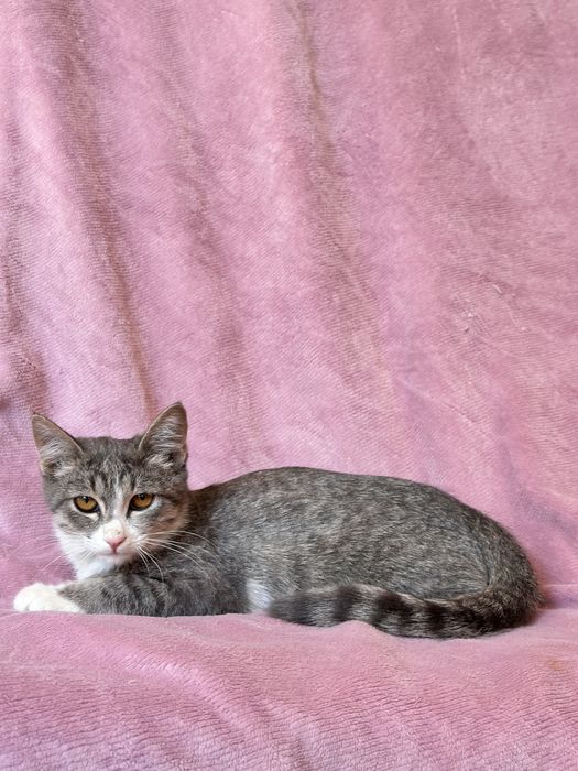 Котята в добрве руки