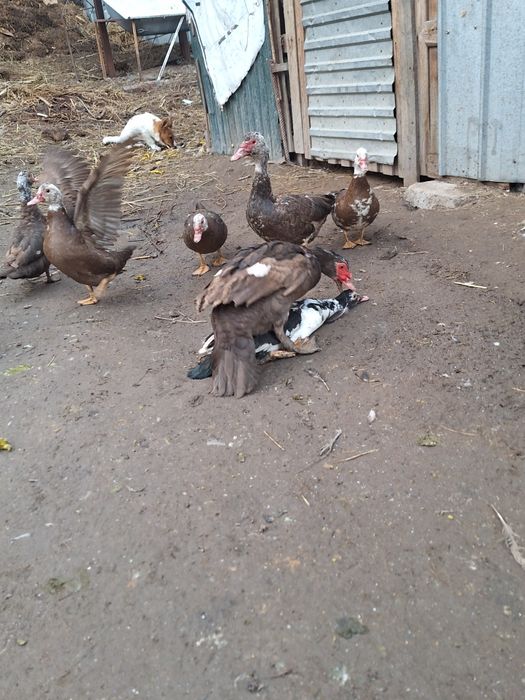 Утки и селезень 8 штук