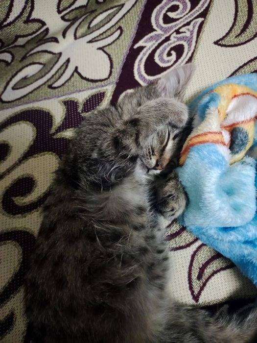 Котенок срочно !