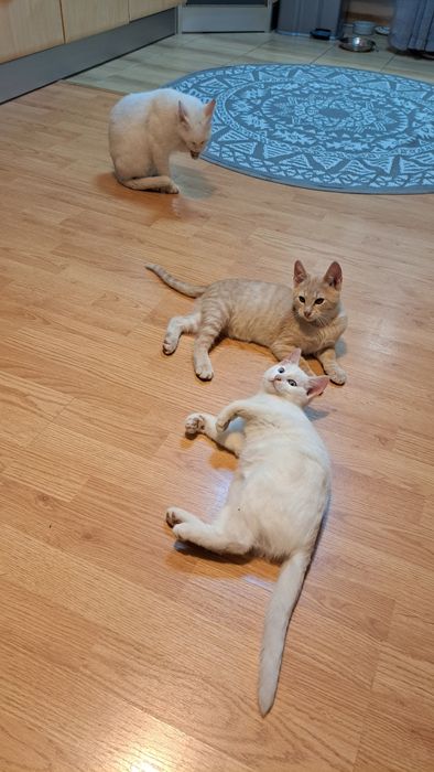 Pisicuțe tinere spre adopție