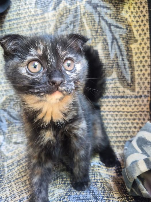 Котёнок  2 месяца  вислоухия