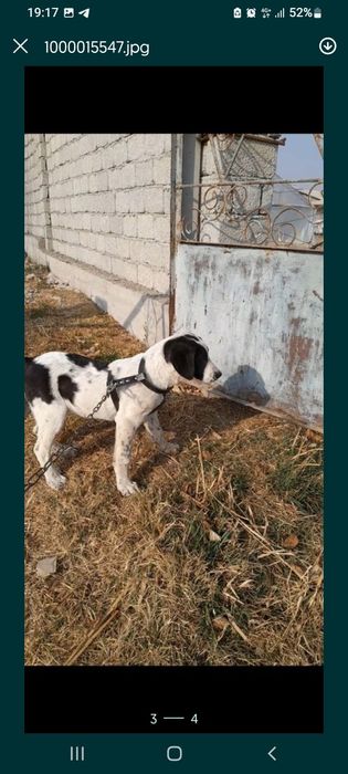 Чисто кровные алабай есть обмен на тел