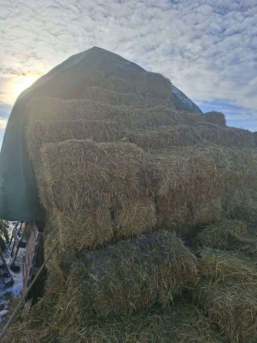 Baloti Lucerna fan paie