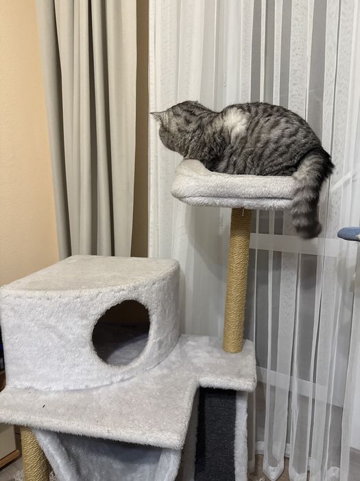 Кошачий домик, домик для кошки