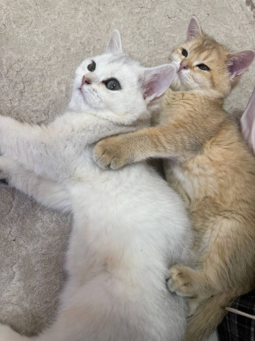 Koshki 2 shtuki Zolotaya britanskaya Shinshilla