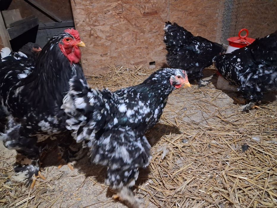 Oua brahma.diferite culori