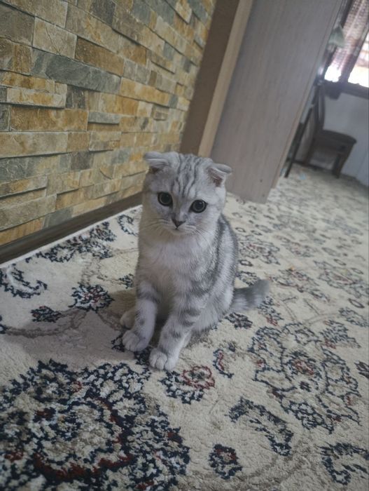Кошка продажа Scottish Fold