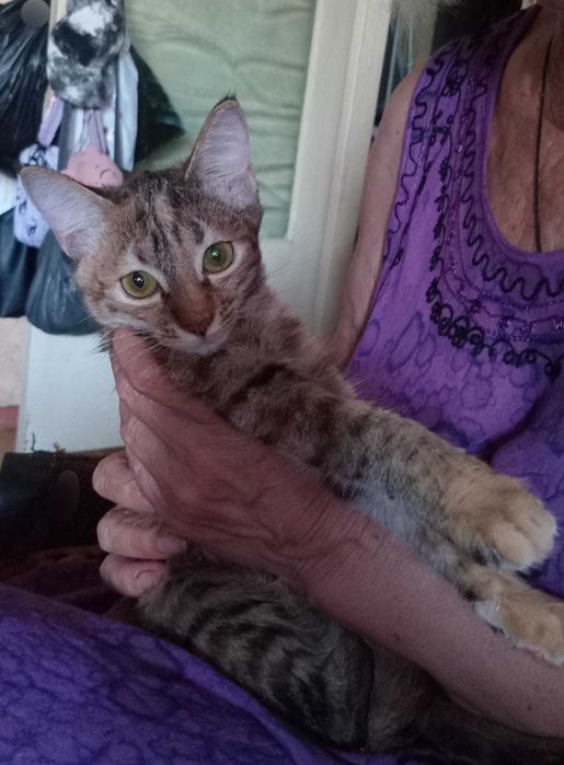 Отдаём котят в хорошие руки