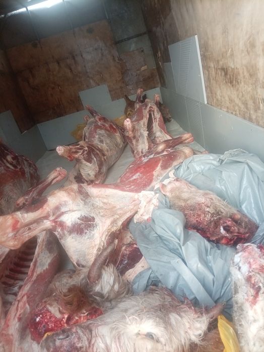 Семіз Тайыншалар