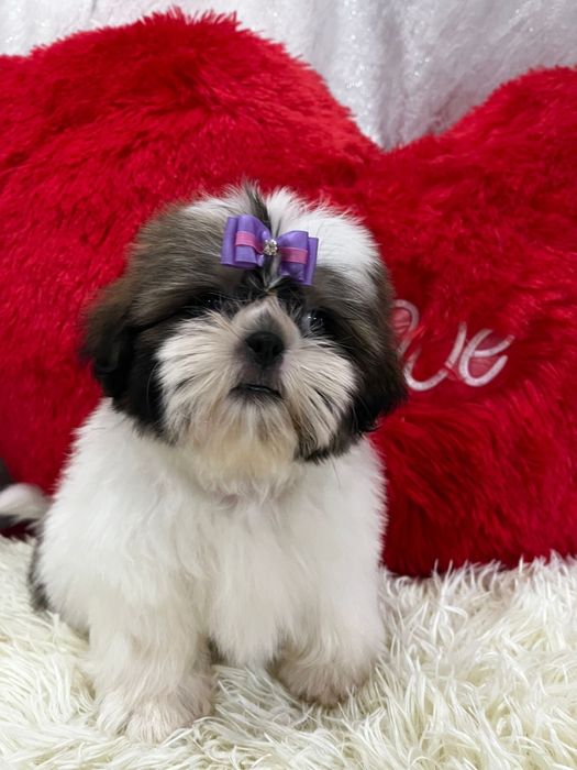 Очаровательные щенки щи-тцу