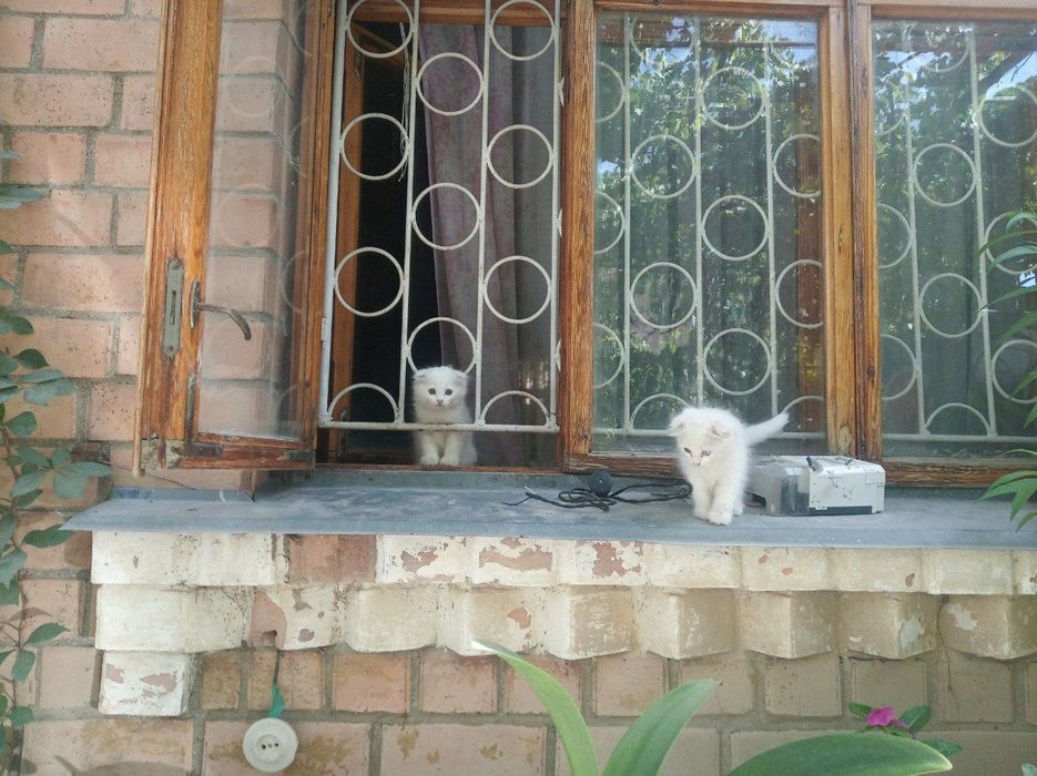 Продаются котята!