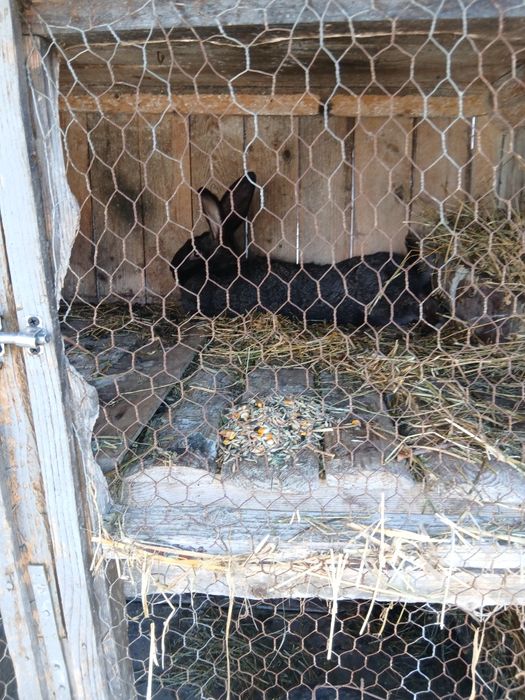 Vand doua femele urias german